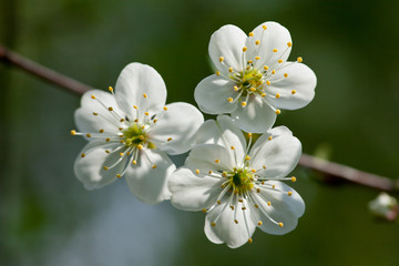 White cherry blossom