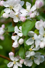 Obraz na płótnie Canvas Bumble bee and apple blossom