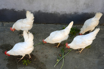 Curious chicken of Legorgon breeds peck what's left after taking pictures on an ecologically clean rural farm