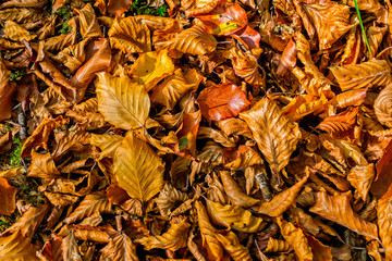 Close up of autumn leaves - gold and brown