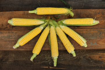 Young corn dairy ripeness, food varieties grown on an ecological farm away from the city, roads, factory emissions