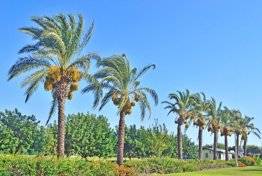 palm trees in the landscape design of public space