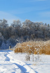 The edge of the wheat field against the background of the snow-covered wood