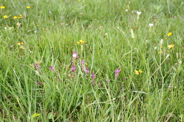 yellow wildflowers and roses bloomed in spring