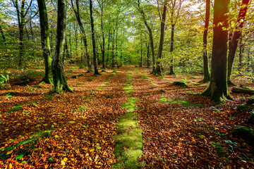 Forest trail in autumn with golden brown leaves