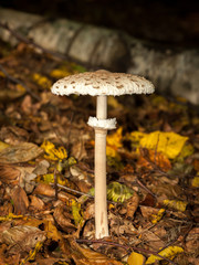 Parasol moushroom growing in a deciduous forest