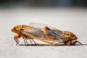 Pair of yellow monday cicadas in close up