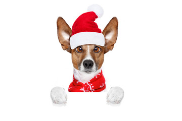 christmas santa claus dog