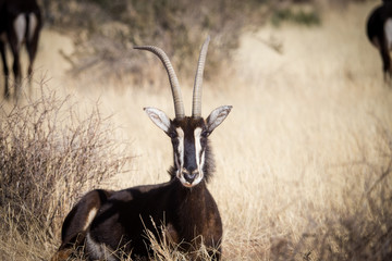 A lone trophy Sable bull walking in the grassland in the kalahari region in the northern cape province of south africa