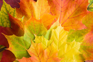 Welcome autumn. Greeting card with beautiful, fresh, colorful maple leaves. Background. Top view.