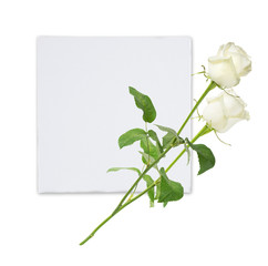 White roses and card on a white background