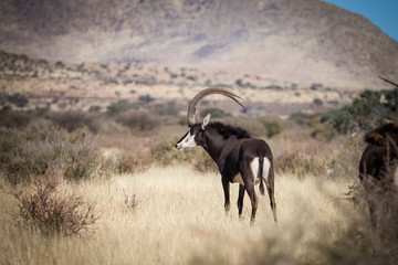 A lone trophy Sable bull walking in the grassland in the kalahari region in the northern cape province of south africa