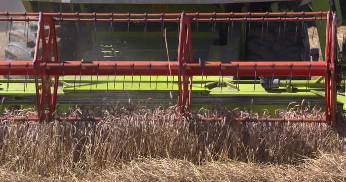 Combine harvester in cornfield - close up cutterbar. Common wheat (triticum aestivum) is the most widely cultivated crop in the world and is used in a wide variety of foods.