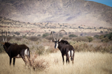 A lone trophy Sable bull walking in the grassland in the kalahari region in the northern cape province of south africa