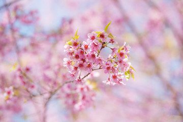 Prunus cerasoides, Natural background