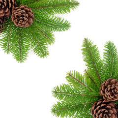 Pine cones and fir on white background.