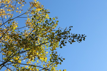 Blätter einer Birke im goldenen Herbst im Gegenlicht mit Textfreiraum