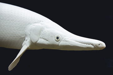 Siberian sturgeon (Acipenser baerii).