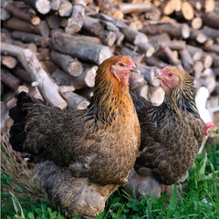 Pair of Brahma hens on grass