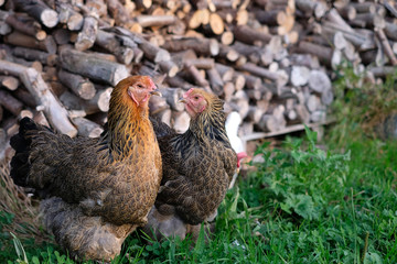 Two large Brahma chickens on farm