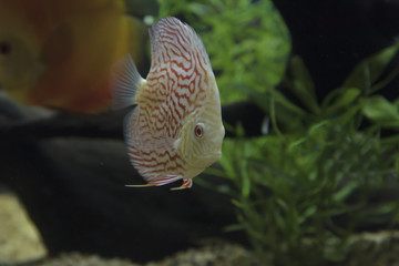 A freshwater discus fish