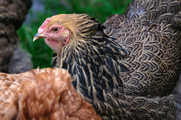 Free range Brahma hen on farm