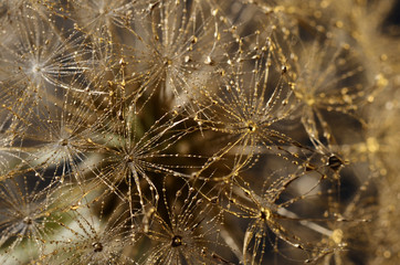 Christmas background : gold dandelion seeds