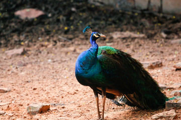 Obraz premium peacock