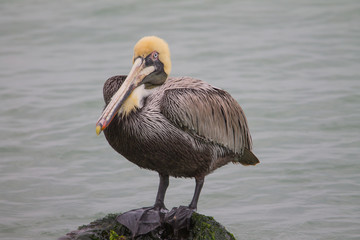 Pelican on rock