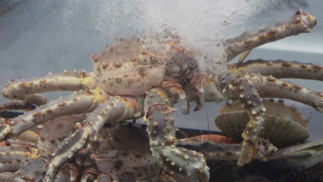 4K video footage of big king crab in aquarium on the kitchen