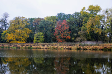 River landscape: trees in autumn