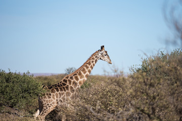 Close up view of a giraffe on the South African plains/savannah