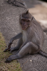 Bored Monkey