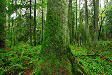 a picture of an Pacific Northwest forest and Hemlock tree