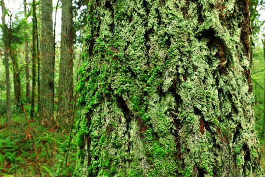 A Picture Of An Pacific Northwest With A Old Growth Douglas Fir Tree