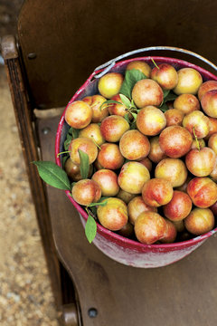 Damson Plums In Red Bucket on Chair