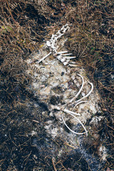 Decomposing skeleton of animal on forest ground.