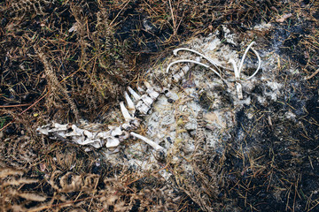 Decomposing skeleton of animal on forest ground.
