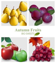 Fruits set Vector realistic. Pear, apple, grapes and plums