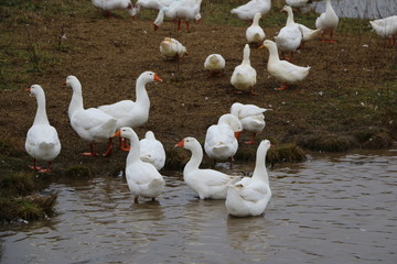 a flock of white geese bathing in the river and walking along the shore