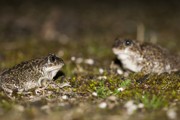 pelobate cultripéde pelobates cultripes