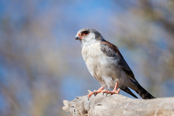 Close up image of a Pygmy sitting on a branch in the Karoo on a sunny day