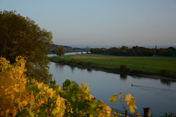 Weinstöcke am Dresdener Elbhang