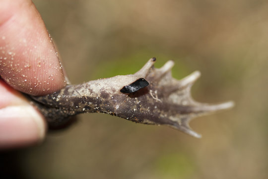 couteau de pelobate cultrip&eacute;de pelobates cultripes