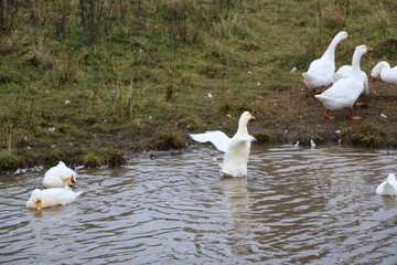 a flock of white geese bathing in the river and walking along the shore