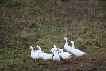 a flock of white geese bathing in the river and walking along the shore
