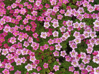 Fototapeta premium Flowers for joy. (The Vast Russia! Sergey, Bryansk.)