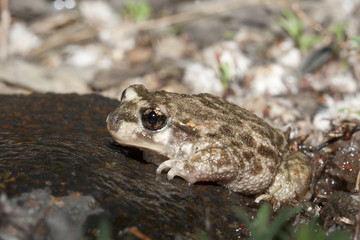 Alytes obstetricans crapaud accoucheur