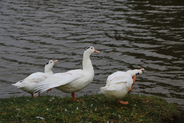a flock of white geese bathing in the river and walking along the shore