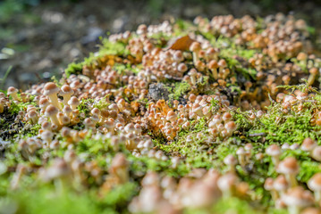 lots of mushrooms